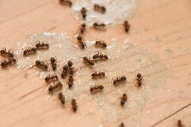 Best Local Pest Control Services  in Armona, CA