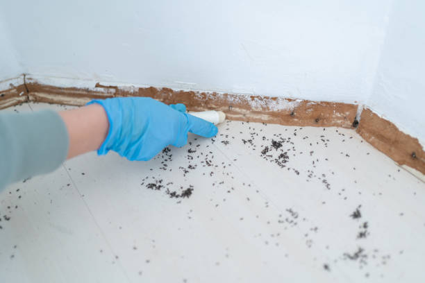 Trusted Armona, CA Pest Control Experts